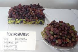 Maybe you would like to learn more about one of these? Care Sunt Cele Mai Bune Soiuri RomaneÈ™ti De Struguri De MasÄƒ