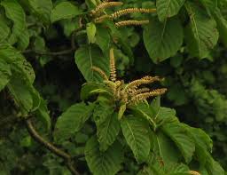 Image result for Hymenodictyon parvifolium