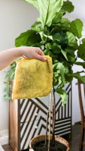 Despite its popularity, fiddle leaf figs are not the easiest houseplant to maintain and. How To Care For A Fiddle Leaf Fig Tree Hawthorne And Main