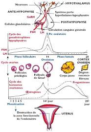 Les jeunes filles attendent parfois leurs premières menstruations avec une certaine anxiété. Troubles Du Cycle A L Adolescence Une Banalite