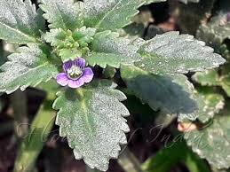 Image result for Stemodia serrata