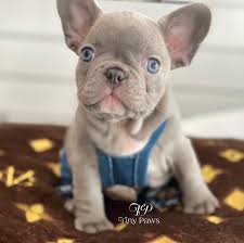 Red french bulldogs or white french bulldogs or blue french bulldogs they all have one very significant thing in common. Soho Lilac French Bulldog Puppy For Sale With Blue Eyes Tiny Paws