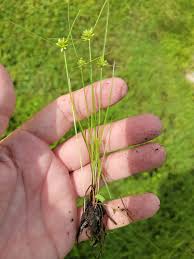 Image result for Pycreus pumilus