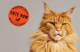 In this article, i'll share with you the best cat puns that will leave you, your pet and santa laughing. Society Diary Terrible Cat Puns And Poor Poppy Hot Takes