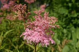 Image result for Ceropegia filipendula