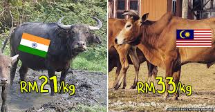 How to say bull in malay. How Did Malaysian Beef Become More Expensive Than Imported Beef