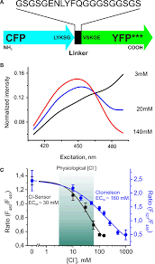 Recessed lights are perfect for such rooms as home cinemas and kitchens because they are directional. Frontiers Genetically Encoded Optical Sensors For Monitoring Of Intracellular Chloride And Chloride Selective Channel Activity Molecular Neuroscience