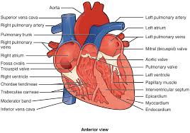 human heart label diagram human heart labeled diagram