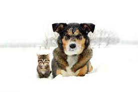 Toy = up to 12 lbs. How Big Do Huskies Get Plus Size Info For Husky Mixes Embora Pets