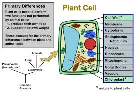 Plant Cells Vs Animal Cells With Diagrams Animal Cell Plant And Animal Cells Plant Cell Diagram