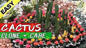 Any website that allows free translations from english to hindi? How To Grow Cactus From Cuttings And Care Cloning Catus Easily Root Cactus Plant Youtube