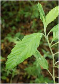 Image result for Hyptis