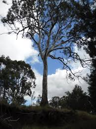 Image result for Eucalyptus tereticornis