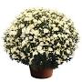 Profile Picture of Cheryl™ Frosty White - Syngenta Flowerson Google