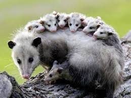 Mom Opossum Carrying Her Babies On Her Back Cute Animals Baby Animals Animals Friends