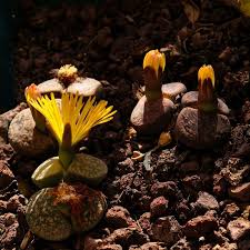 Maybe you would like to learn more about one of these? 59 Different Succulent Types With Names And Pictures Florgeous