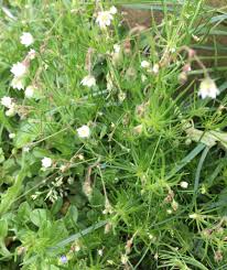 Image result for Spergula arvensis