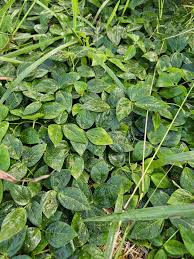 Image result for Vigna hosei