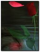 Check spelling or type a new query. Terkeren 26 Gambar Bunga Mawar Jatuh Gambar Bunga Indah