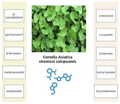 Image result for Centella asiatica