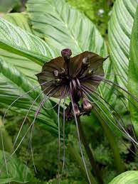 Bat Flower Amazing Predator Faced Plant Bat Flower Plants Bat Plant