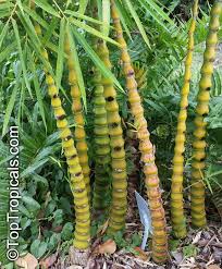 Image result for Bambusa vulgaris