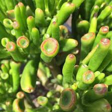 Image result for Crassula globularioides