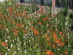 Image result for Chlorophytum bowkeri