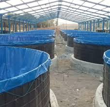 Budidaya Udang Vaname Di Kolam Terpal Bundar Infoakuakultur Com