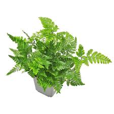 Image result for Davallia chaerophylloides