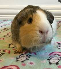 Pin On Guinea Pigs