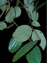 Image result for Strychnos