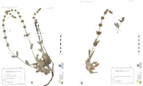 Image result for Stachys aculeolata