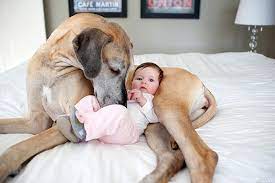 Tan chảy trước tình bạn đẹp giữa em bé và chó - Mèo Cún