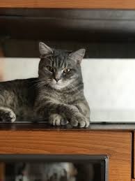 baldr milye kotiki kot imena dlya malchikov
