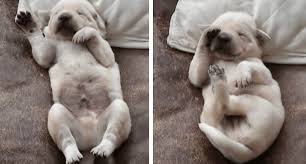 To dream of a puppy represents ingenuousness, game, vivacity and unworried personality. Adorable Puppy Has A Bad Dream During Naptime Cesar S Way