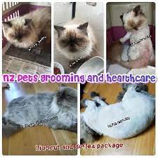 Maybe you would like to learn more about one of these? Kelantan Best Pet Boarding Grooming And Pet Sitters Near Me Petbacker Malaysia