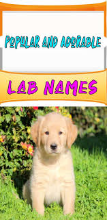 The A To Z Of Most Popular And Adorable Lab Dog Names Female And Male Lab Dog Names Chocolate Lab Names Puppies Names Female Dog Names Cute Names For Dogs