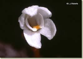 Image result for Didymoplexis