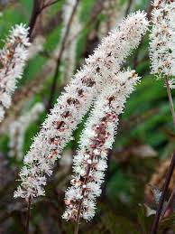 Image result for Fadogiella