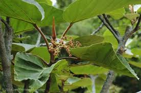 Image result for Macaranga kilimandscharica