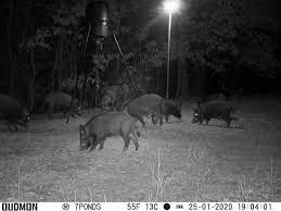 Texans love to hunt, and local regulations are not so strict. Texas Wild Hog Hunting Outfitter 85 Miles East Of Dallas