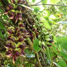 Image result for Mucuna