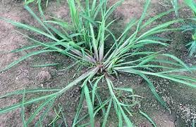 Image result for Echinochloa