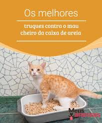 Caixa De Areia Grande Para Gatos Pin Em Varias Coisas