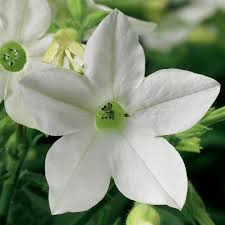 Image result for Nicolasia coronata