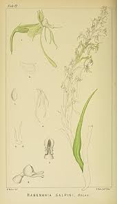 Image result for Habenaria galpinii