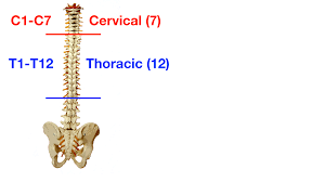 Strong muscles and bones, flexible tendons and ligaments, and sensitive nerves. Vertebral Column Anatomy Cervical Thoracic Lumbar Sacral Spine Ezmed