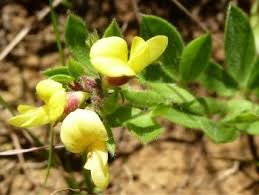 Image result for Rhynchosia albissima
