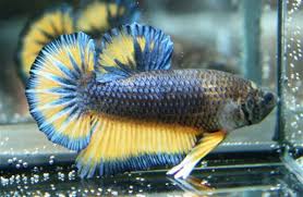 We have here a white cellophane koi halfmoon betta. Gallery International Betta Congress